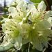 Arborix Rhododendron 'Shamrock' 20-30 cm in pot