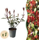 Green Boutiq Haagplanten - Photnia fraseri Carre Rouge - Blad Rood en Groen - 8 Planten - 1 Strekkende Meter - Groenblijvend - Pot 9cm Hoogte 30cm