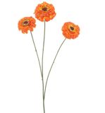 Erutan avon Zinnia elegans spray orange 60 cm