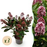 Plantenboetiek.nl Skimmia japonica Rubella - 3 Planten - Winterhard - Rood