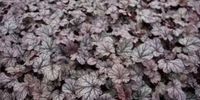 GRDplanten Groendecor Tuinarchitectuur 6x Purperklokje - Heuchera hybr. 'Shangai' | 9x9 cm pot