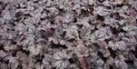 GRDplanten Groendecor Tuinarchitectuur 6x Purperklokje - Heuchera hybr. 'Shangai' | 9x9 cm pot