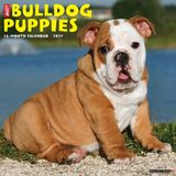 Willow Creek Press Bulldog Puppies 2027 12 X 12 Wall Calendar