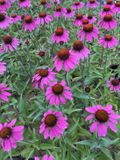GRDplanten Groendecor Tuinarchitectuur 6x Zonnehoed - Echinacea tennesseensis 'Amazing Dream' PBR | 9x9 cm pot
