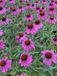GRDplanten Groendecor Tuinarchitectuur 6x Zonnehoed - Echinacea tennesseensis 'Amazing Dream' PBR | 9x9 cm pot