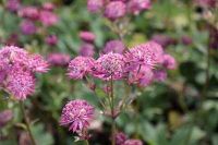 GRDplanten Astrantia 6x Zeeuws knoopje - Astrantia maj. 'Star of Beauty'® | 9x9 cm pot