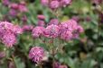 GRDplanten Astrantia 6x Zeeuws knoopje - Astrantia maj. 'Star of Beauty'® | 9x9 cm pot
