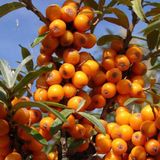Merkloos / Sans marque Arborix BV Hippophae Rhamnoides - Duindoorn;Zanddoorn 60-80 cm pot