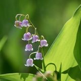 Arborix Convallaria majalis 'Rosea' 6x Pot 9x9cm