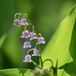 Arborix Convallaria majalis 'Rosea' 6x Pot 9x9cm