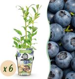 Plantenboetiek.nl Blauwe Bes - Vaccinium corymbossum Northland - Winterhard - 6 Planten - Ø9cm - 15-25cm hoog