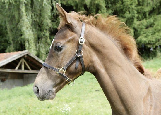 Kerbl Veulenhalster Leder Bruin - Veulen - Leer