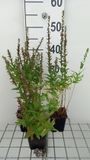 GRDplanten Groendecor Tuinarchitectuur 6x Kattenstaart - Lythrum sal. 'Robin' | 9x9 cm pot