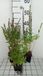 GRDplanten Groendecor Tuinarchitectuur 6x Kattenstaart - Lythrum sal. 'Robin' | 9x9 cm pot