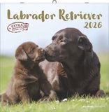 Alfaedition Labrador Retriever 2026 Wandkalender 30x30 cm