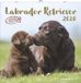 Alfaedition Labrador Retriever 2026 Wandkalender 30x30 cm