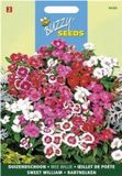 Buzzy PIETERPIK RETAIL B.V. Duizendschoon Wee Willie - Dianthus barbatus
