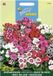 Buzzy PIETERPIK RETAIL B.V. Duizendschoon Wee Willie - Dianthus barbatus