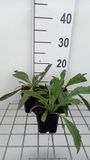 GRDplanten Margriet 6x Leucanthemum 'Wirral Supreme' - Wit - Zon - 6 stuks
