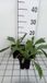 GRDplanten Margriet 6x Leucanthemum 'Wirral Supreme' - Wit - Zon - 6 stuks