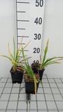 GRDplanten Groendecor Tuinarchitectuur 6x Daglelie - Hemerocallis hybr. 'Baley Hay' | 9x9 cm pot