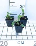 GRDplanten Groendecor Tuinarchitectuur 6x Zonnehoed - Echinacea purp. Rubinstern' | 9x9 cm pot