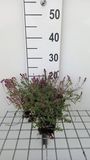 GRDplanten 6x Kruiptijm - Thymus pul. 'Foxley' | 9x9 cm pot