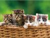 Merkloos Placemats katten/kittens - Set van 2x stuks - 3D effect - 30 x 40 cm - poezen