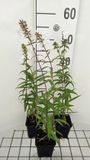 GRDplanten Groendecor Tuinarchitectuur 6x Vlambloem - Phlox (m) 'Omega' | 9x9 cm pot