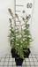 GRDplanten Groendecor Tuinarchitectuur 6x Vlambloem - Phlox (m) 'Omega' | 9x9 cm pot