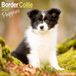 Avonside Publishing Ltd, Border Collie Puppies 2027 Calendar