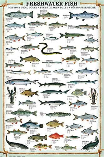 empireposter Educational Freshwater Fish - Zoetwatervissen educatieve poster afdrukken