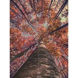 Artery8 Berk Bos In Herfst XL Giant Paneel Poster (8 Secties)
