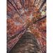 Artery8 Berk Bos In Herfst XL Giant Paneel Poster (8 Secties)