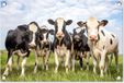Poster de jardin Vaches - Prairie - Animaux - Nature - Herbe - 60x40 cm - Poster extérieur - PVC