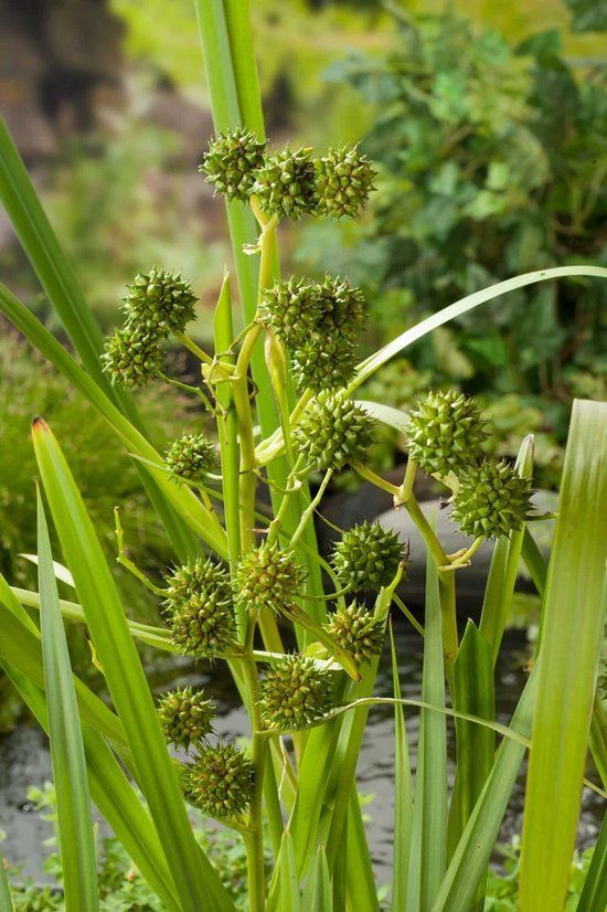 Moerings Sparganium Erectum | Grote Egelskop | In 9CM pot
