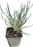 Dianthus 6x Œillet d'Inde - Dianthus (p) 'Ine' | pot de 9x9 cm