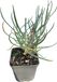 Dianthus 6x Œillet d'Inde - Dianthus (p) 'Ine' | pot de 9x9 cm