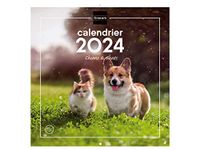 Finocam Muurkalender 30 x 30 cm, januari 2024 - december 2024, Franse honden en katten