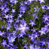 Merkloos / Sans marque Boomenplant.be 6x Campanula poscharskyana - Klokje - Blauwe Bloemen - Pot 9x9 cm