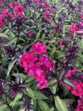 GRDplanten Groendecor Tuinarchitectuur 6x Vlambloem - Phlox paniculata 'Starfire' | 9x9 cm pot