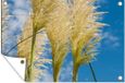 Poster de jardin - Pampasgras - 90x60 cm - Poster d'extérieur