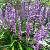 Arborix Liriope muscari 'Royal Purple' 6x Pot 9x9cm