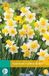 Jub Narcissus Golden Echo bloembollen 5 bollen Narcis JUB