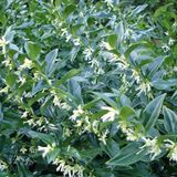 Arborix Sarcococca Confusa - Vleesbes 20-25 cm in pot