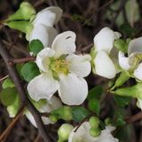 Arborix Chaenomeles Superba 'Jet Trail' Dwergkwee 30-40 cm in pot