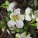 Arborix Chaenomeles Superba 'Jet Trail' Dwergkwee 30-40 cm in pot
