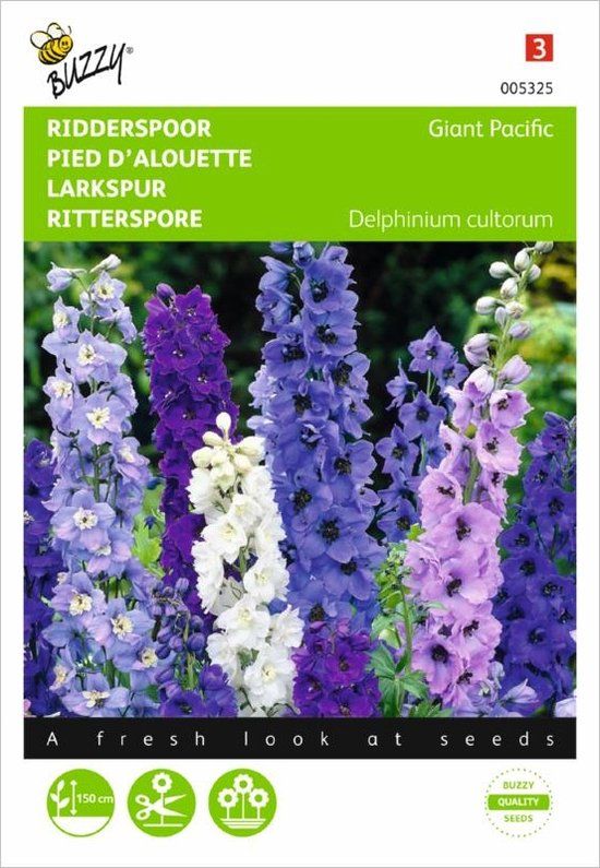 Buzzy Delphinium cultorum Pacific Giant