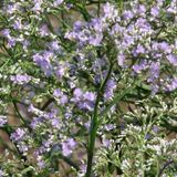 Bol 6 x Limonium Latifolium - Lamsoor pot 9x9cm