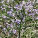Bol 6 x Limonium Latifolium - Lamsoor pot 9x9cm